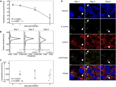 Intracellular Environment and agr System Affect Colony Size Heterogeneity of Staphylococcus aureus